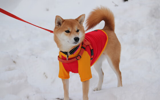 APP下载 LY Sports-乒乓球反手技巧教学模型获广泛应用，乒乓球反手技术怎么练