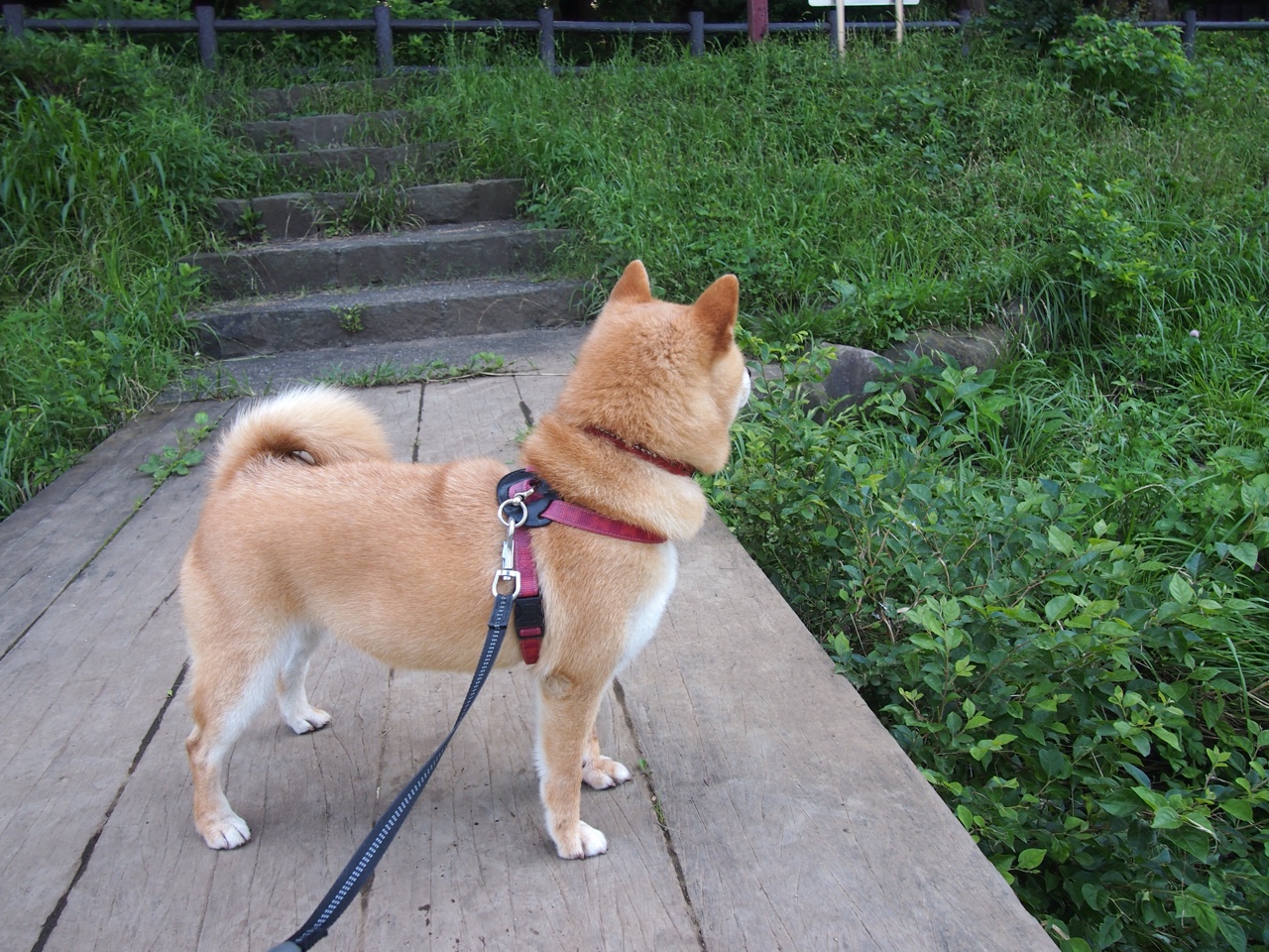 乐鱼体育平台官网-博卡青年顽强防守难挡拜仁强攻，博卡青年著名球员