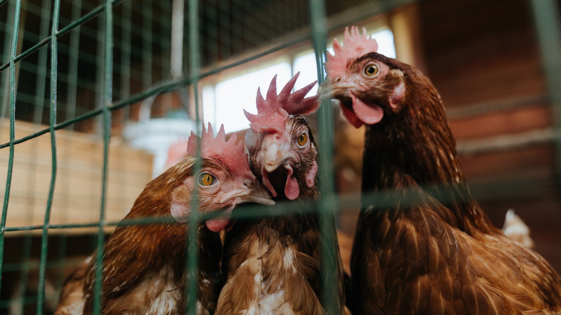 乐鱼电竞-新加坡队未来发展策略：如何提升团体赛的整体战术执行力，新加坡sports