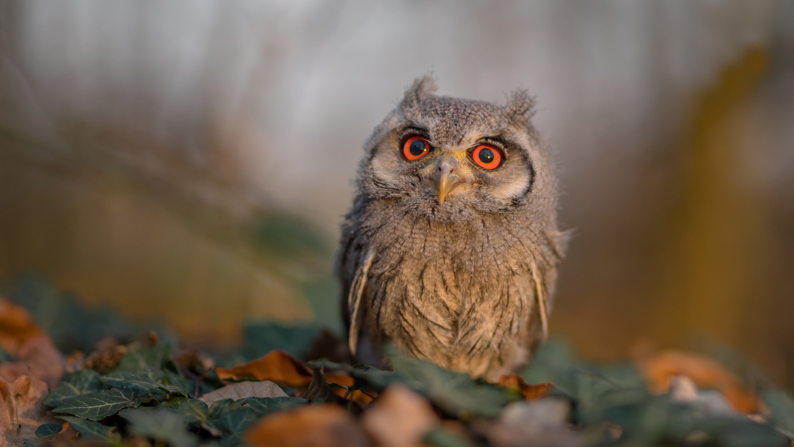 乐鱼（LEYU）体育-服务保障：志愿者体系+智能平台同步上线，志愿者服务信息管理平台