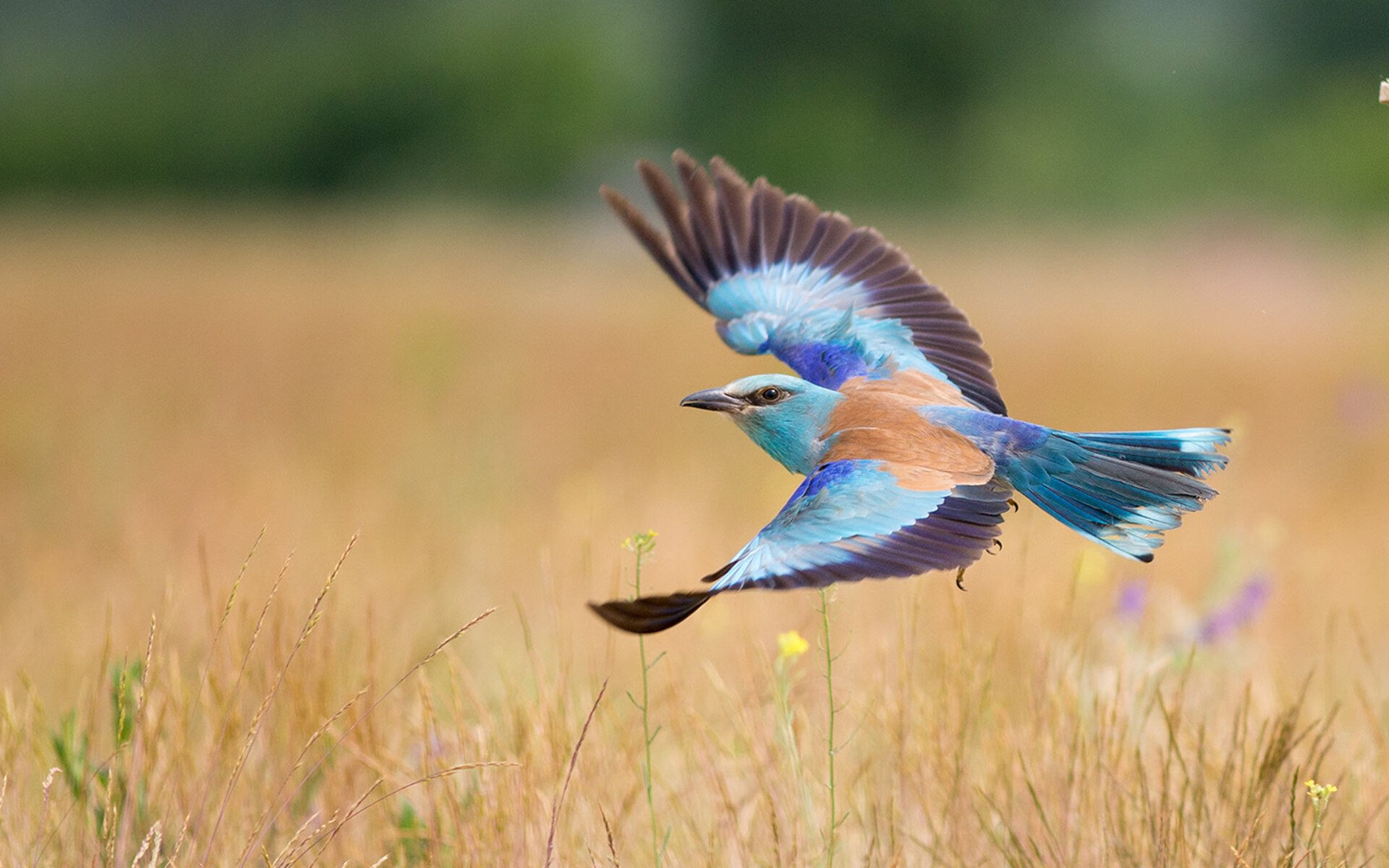 Leyu Sports (乐鱼体育)-澳女队再次刷新队史最佳战绩，澳女足联赛直播