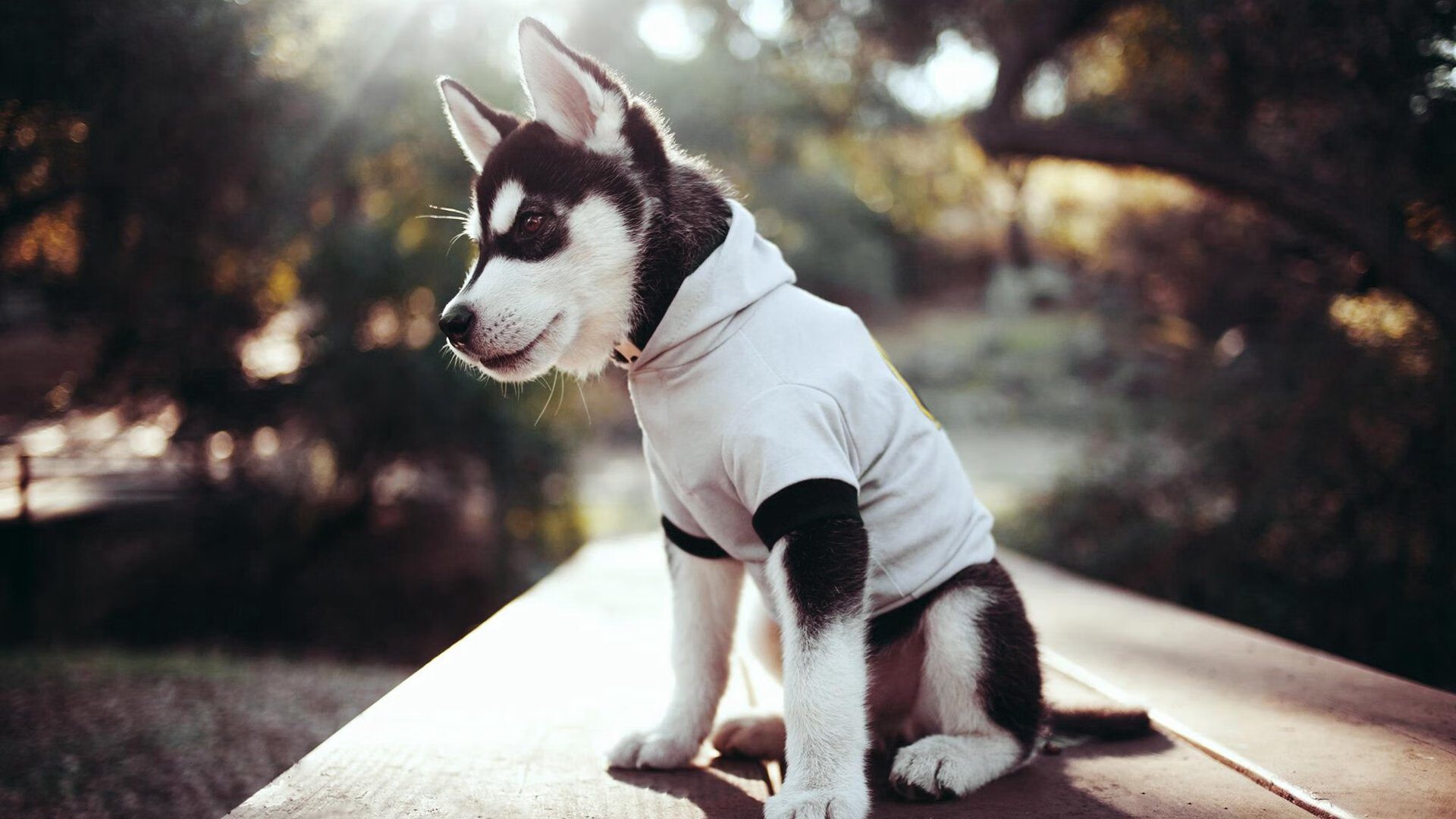 APP下载 LY Sports-蒙彼利埃加强身体对抗提升中场硬度，蒙彼利埃球员名单