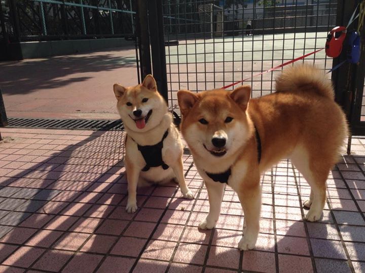 乐鱼体育App下载-中国女篮通过战术板书交流提升年轻球员能力，女篮战术技巧