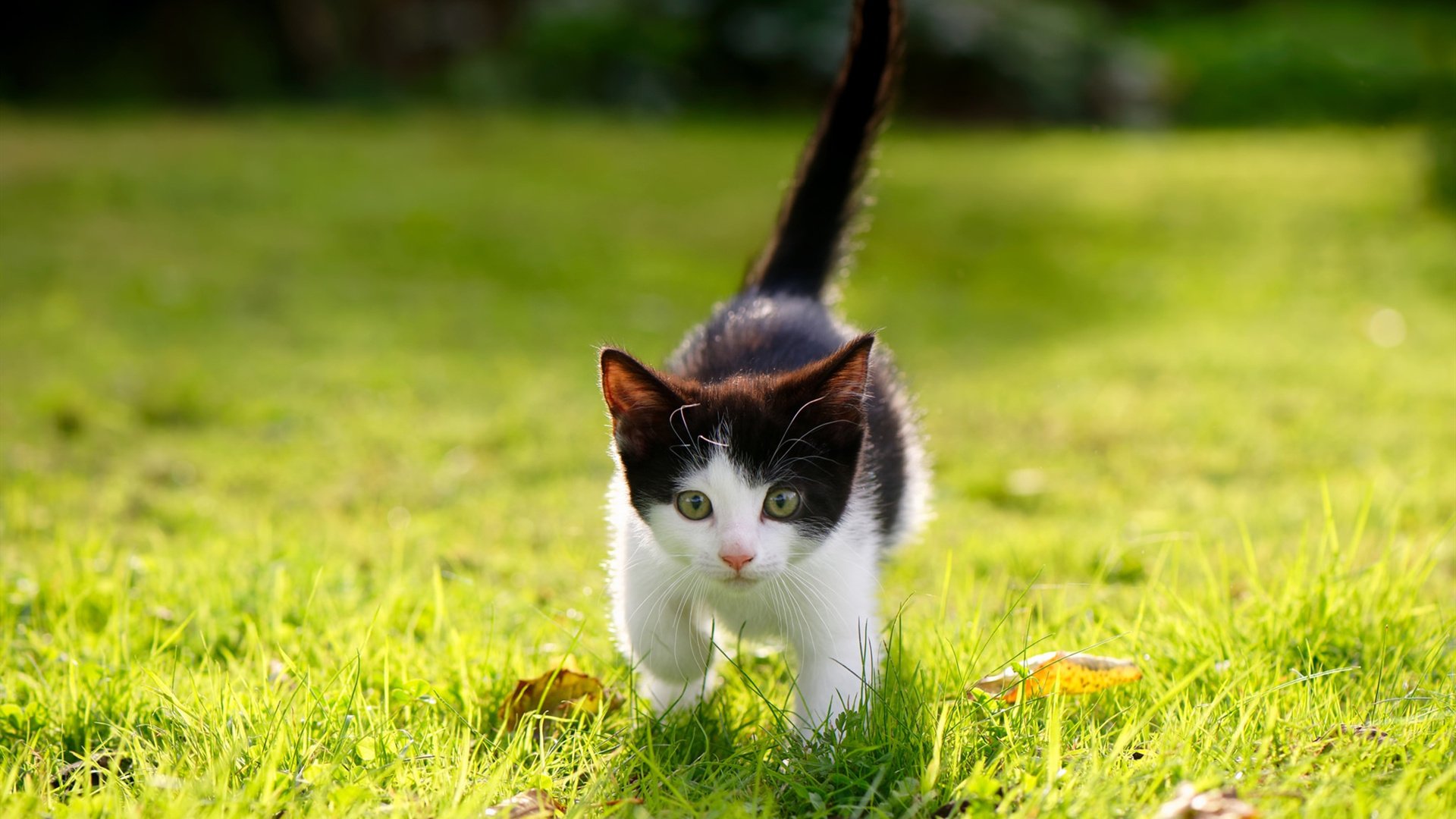 leyu.com-仰泳技术扎实比利时保持优势，仰泳谁厉害