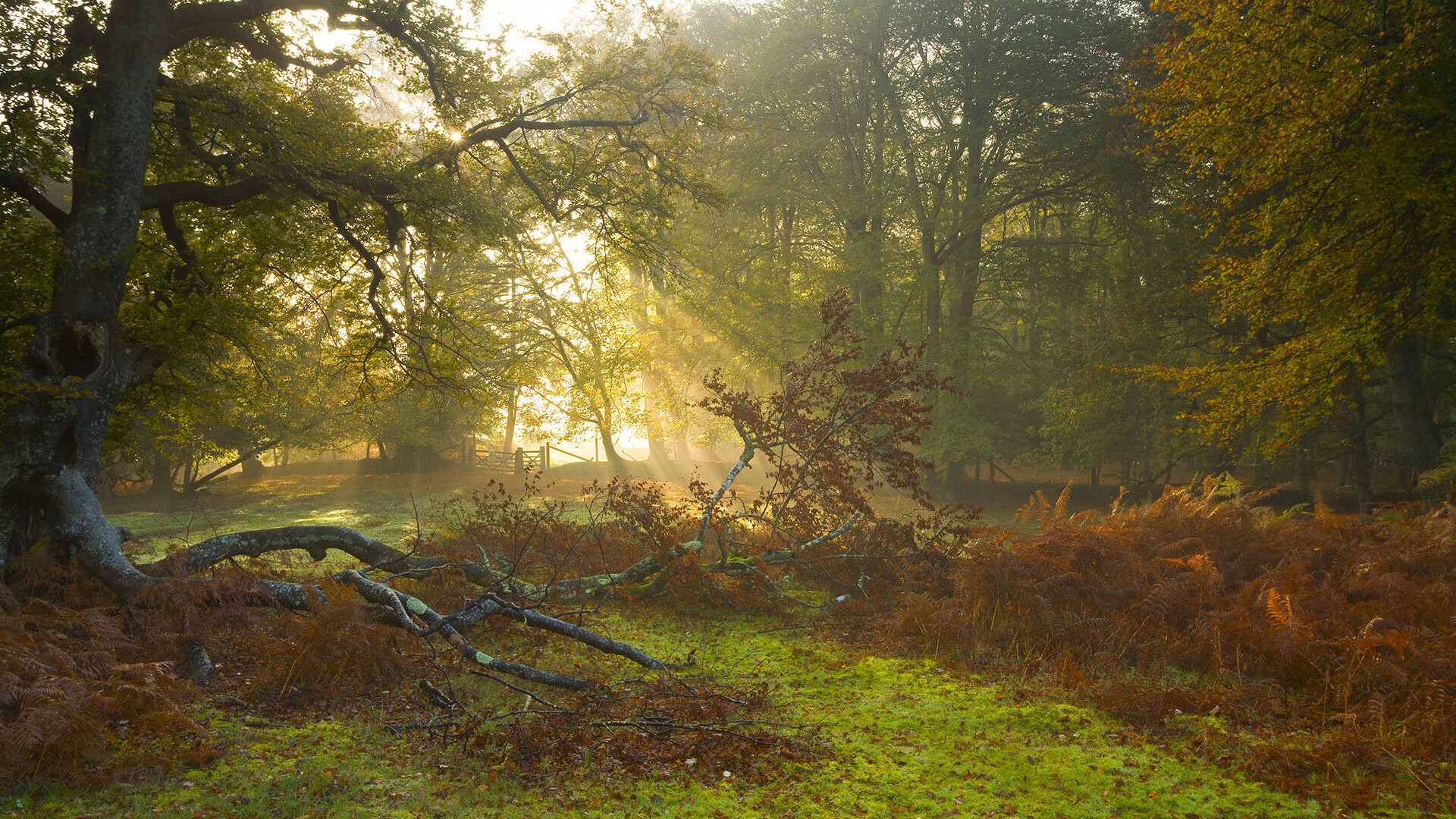乐鱼app-凯蒂·莱德基以绝对优势摘金，凯蒂·莱德茨基