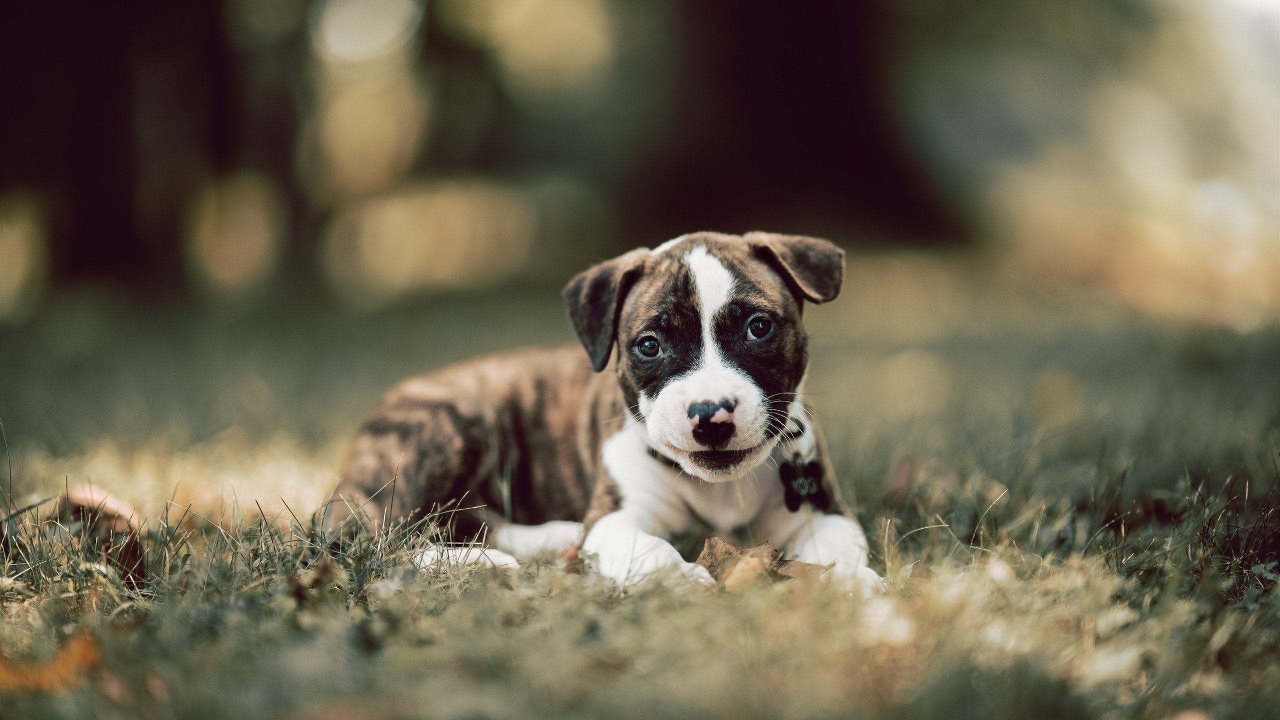 leyu乐鱼体育综合-女子澳大利亚队成绩跃升，吸引全球关注，澳大利亚女子联赛ds