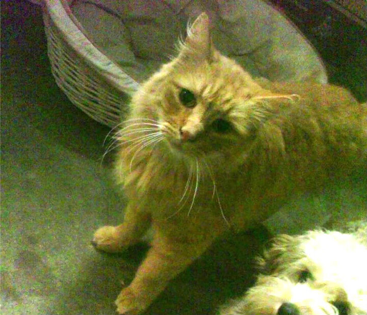 乐鱼体育App下载-德甲速度之王:以闪电般的突破引爆全场,德甲跑动距离排名