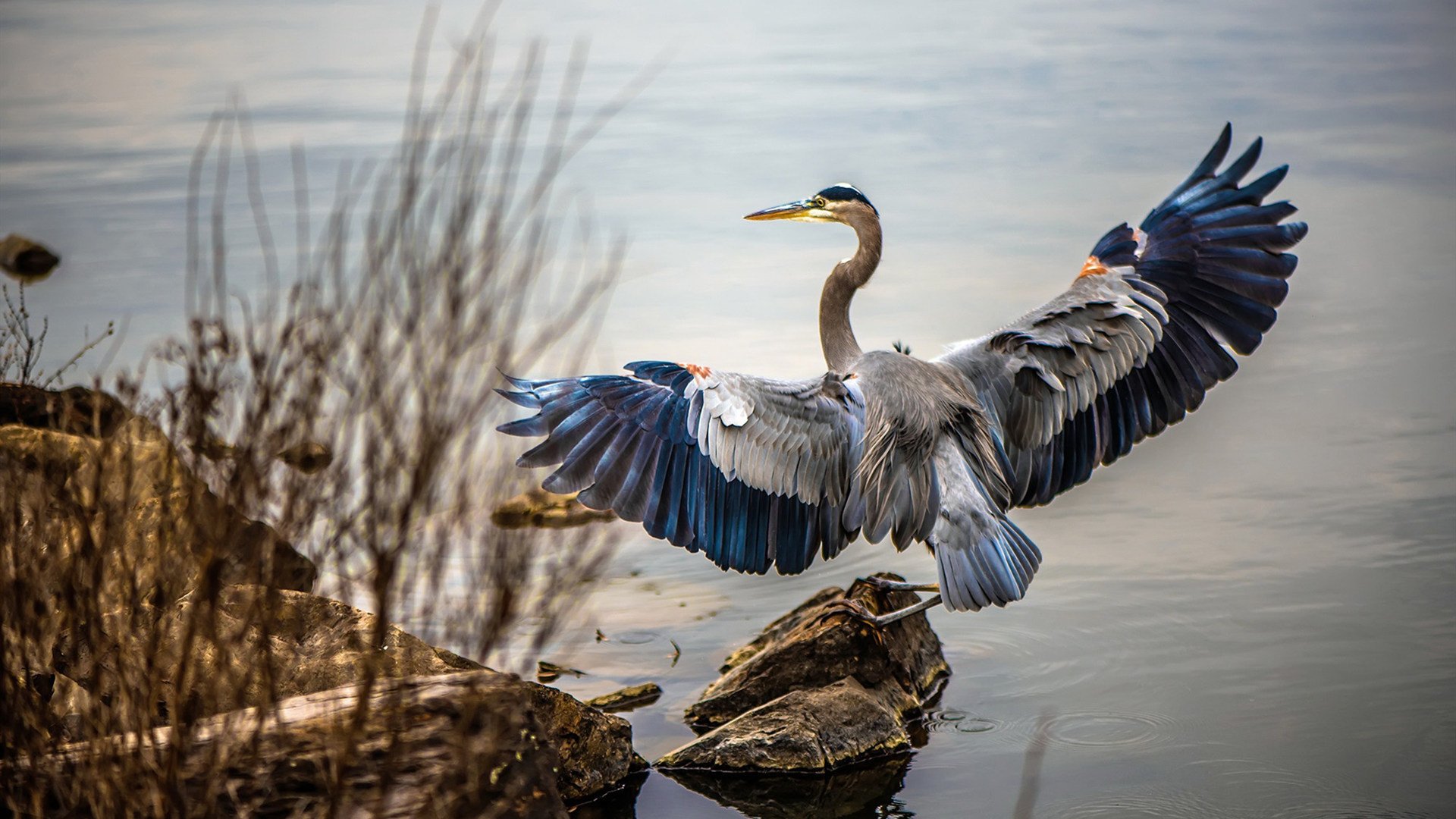 乐鱼(中国)体育官方网站-欧洲杯终极对决:战术博弈中的巅峰瞬间,欧洲杯比赛中段