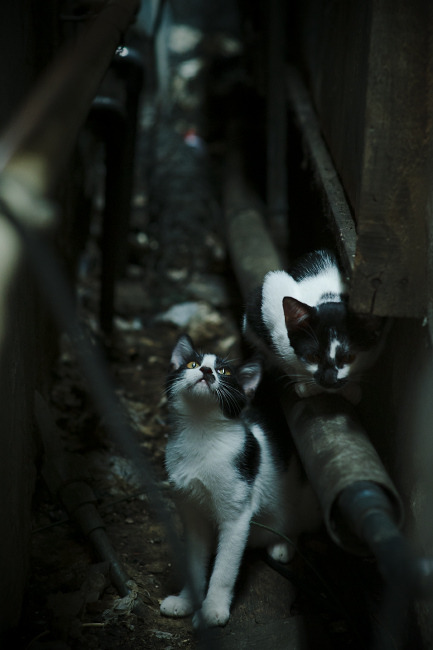 Leyu Sport登录入口-混合泳赛事吉尔吉斯斯坦全面发挥,吉尔吉斯斯坦超级联赛