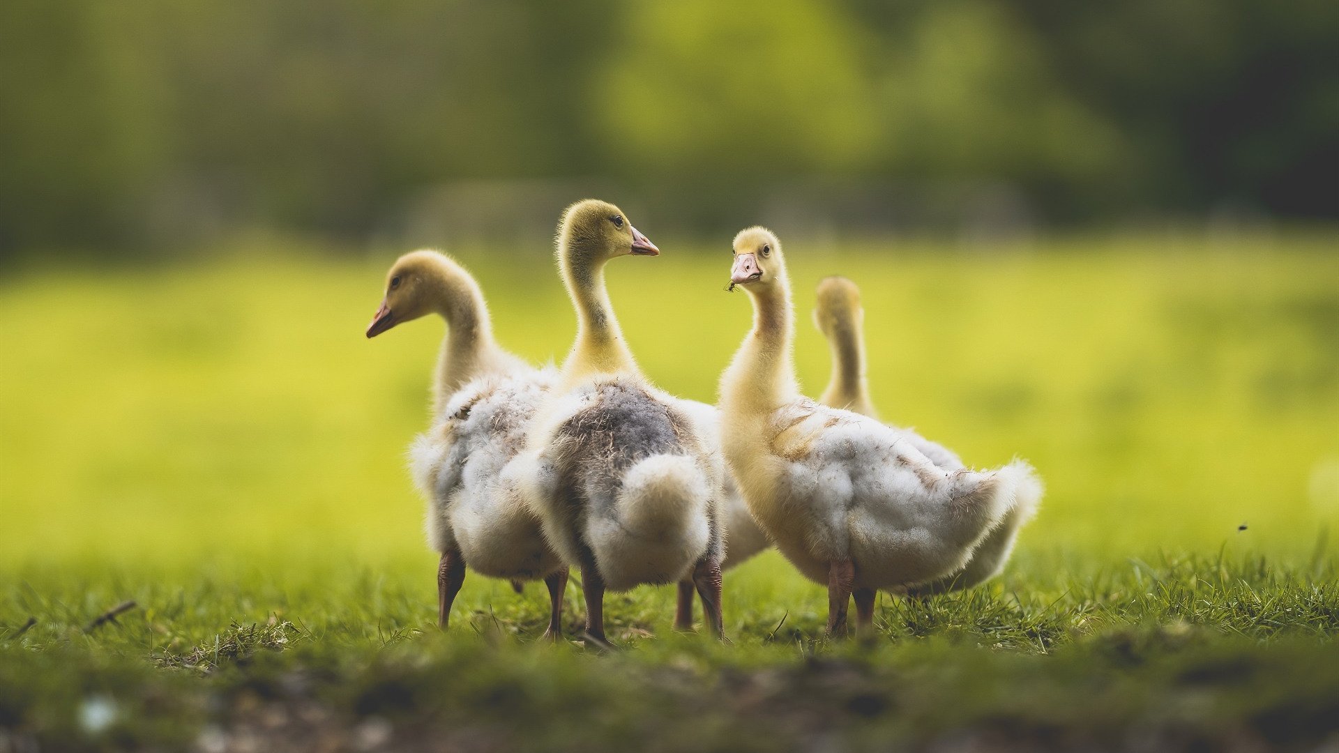 LEYU SPORTS中国官方网站-跨界合作推出足球题材的电影和纪录片，弘扬体育精神，足球类纪录片