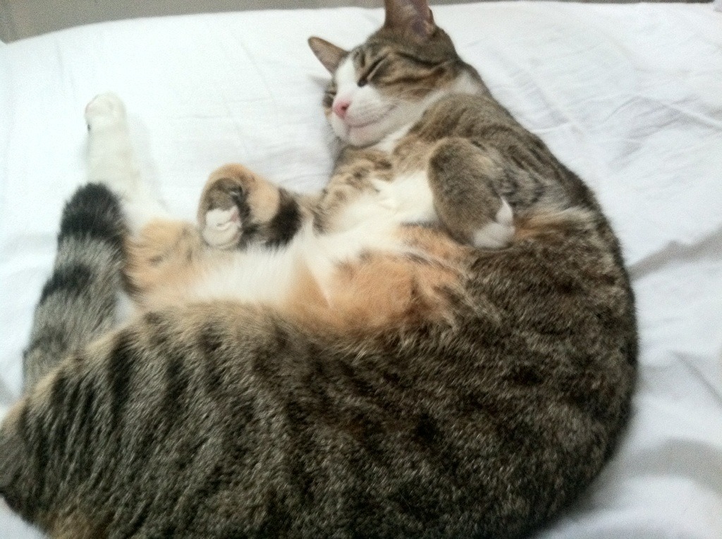 乐鱼体育APP官方下载-马修·图穆亚的全能表现,让袋鼠队在橄榄球锦标赛中屡屡制胜,马修穆勒