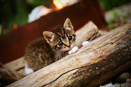 乐鱼体育APP官方下载-ATFX透视：PCE稳定呼应美指下行趋势