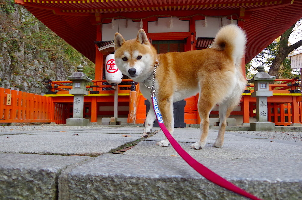 乐鱼官方登录入口-Emily Johnson 多次关键接球达阵，接球的关键动作是